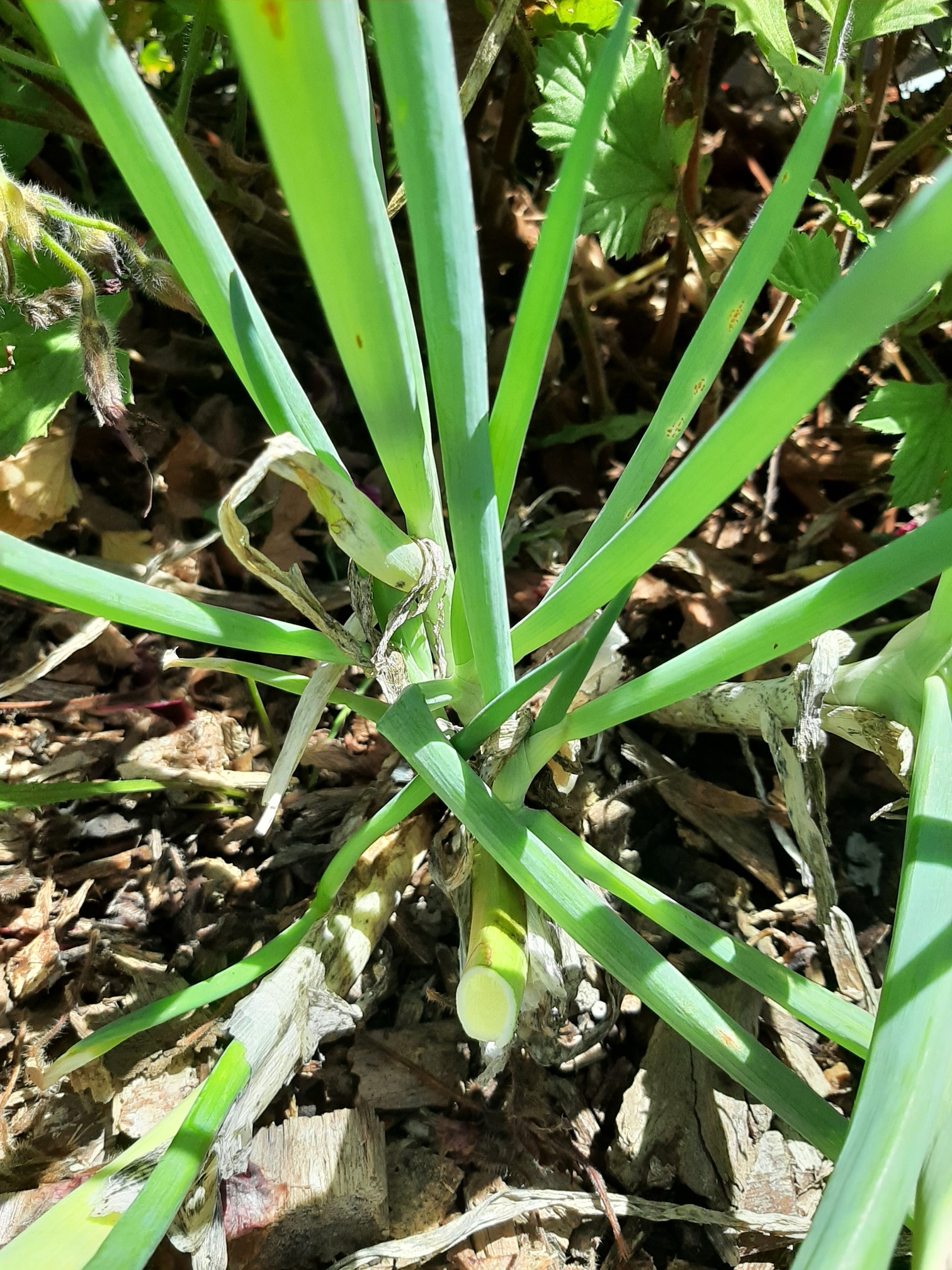 growing bunching onions